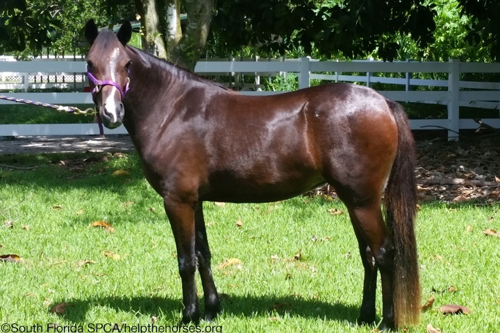 success Amazing Grace South Florida SPCA Rescue Pony Palm Beach Equine Clinic