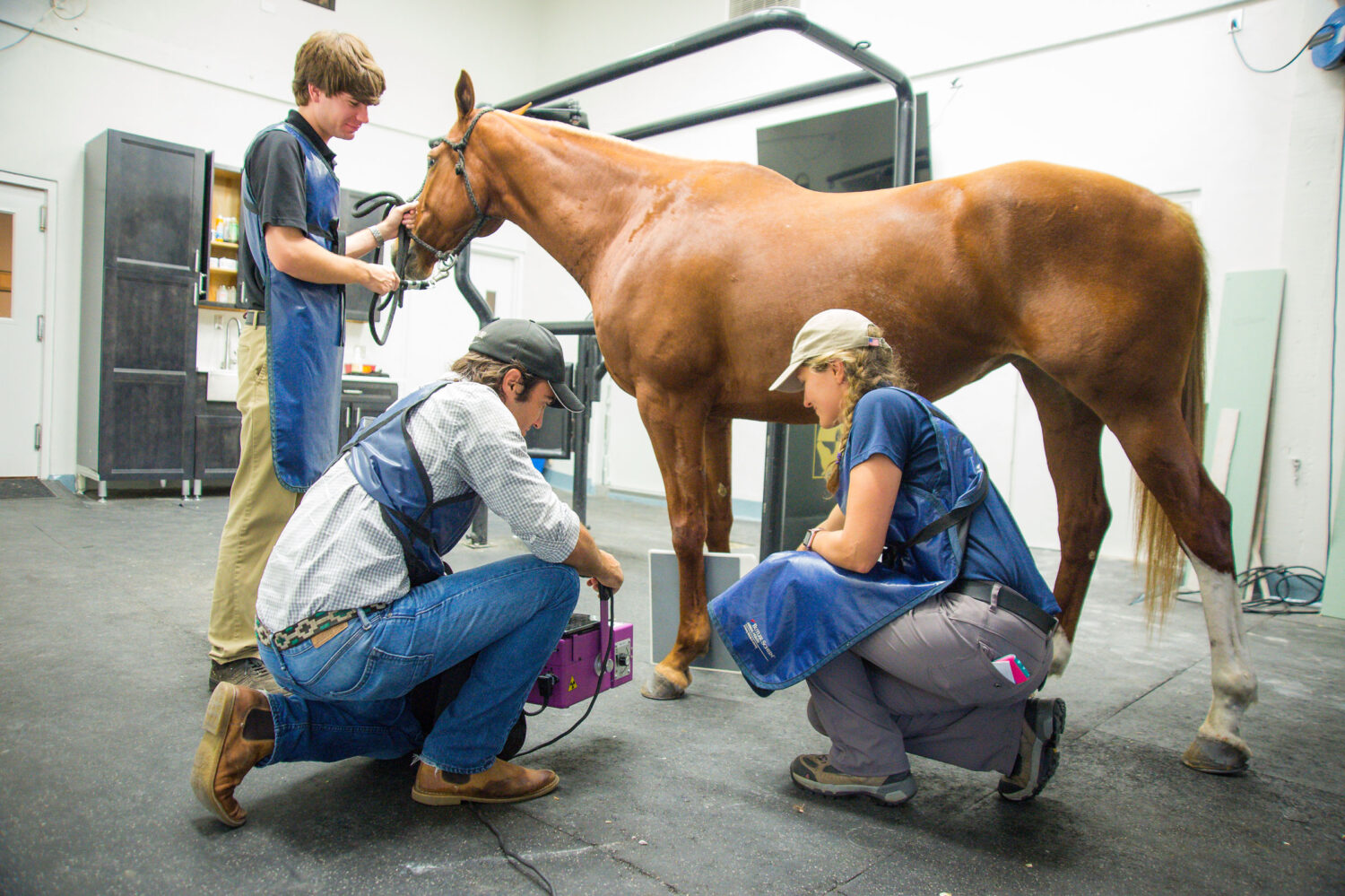 Palm Beach Equine Clinic Sport Horse Medicine Radiography