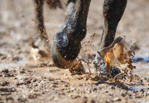 Horse Healthcare: Management of Thrush, Rainrot, and Scratches