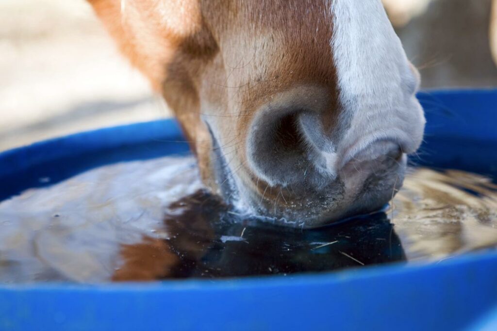 Equine Healthcare Reminder: Drink Up! Hydration in Horses
