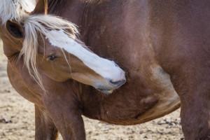 Ulcers can affect any horse, but competitive sport horses with the extra stressors from a life of intensive work and travel are especially prone.