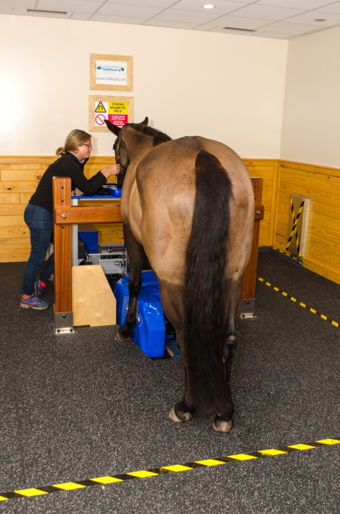 equine standing MRI horse palm beach equine clinic