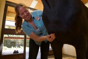 Equine Acupuncture by Palm Beach Equine Clinic Dr. Janet Greenfield-Davis