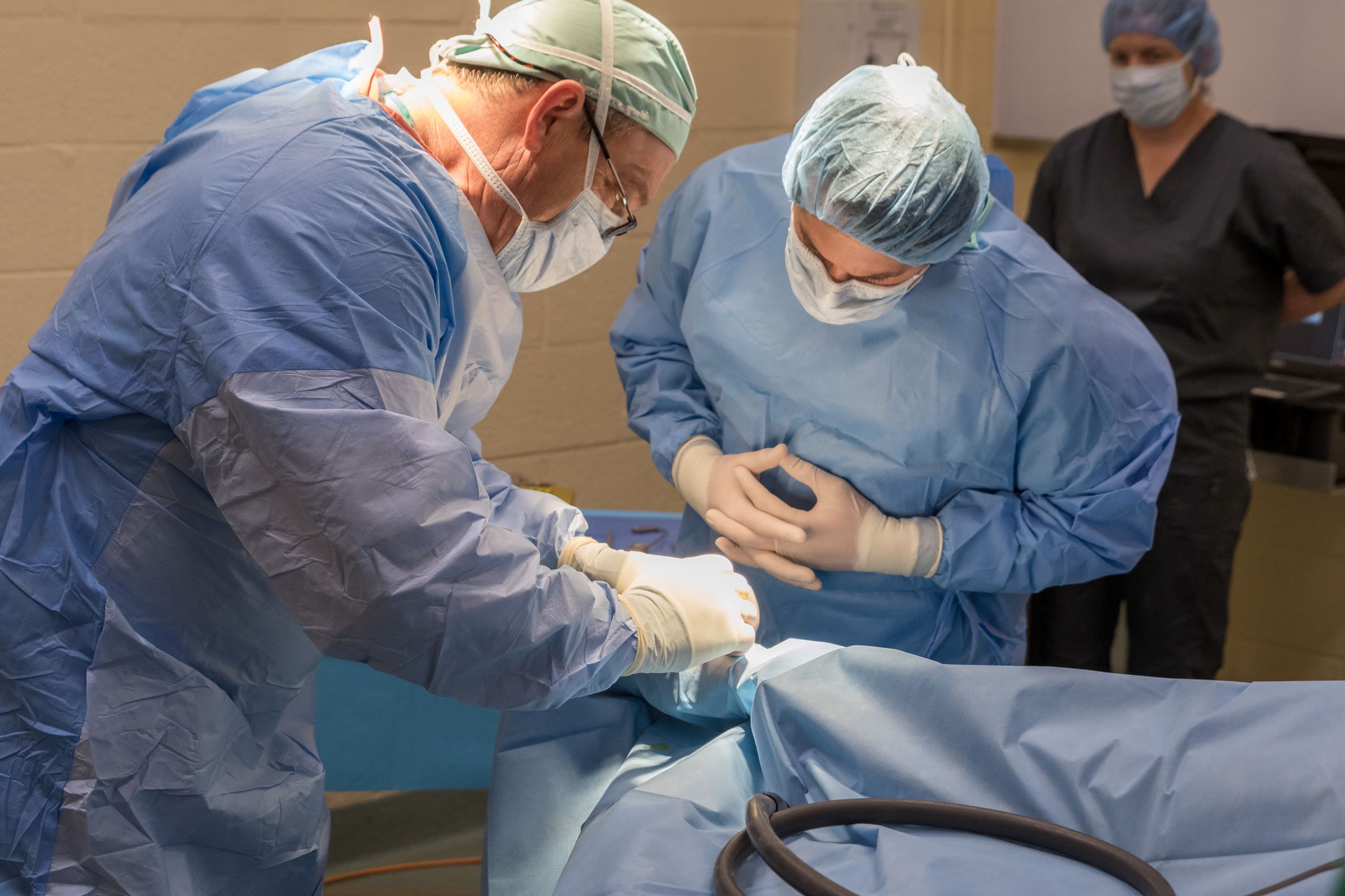 Equine Veterinary Internship Program Palm Beach Equine Clinic