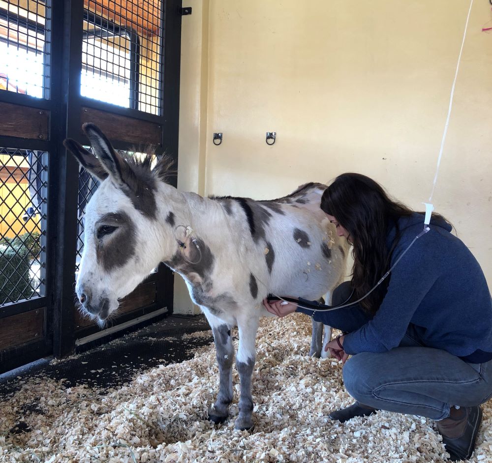 Madison Donkey Success Story Palm Beach Equine Clinic Abby Berzas success story equine hospital