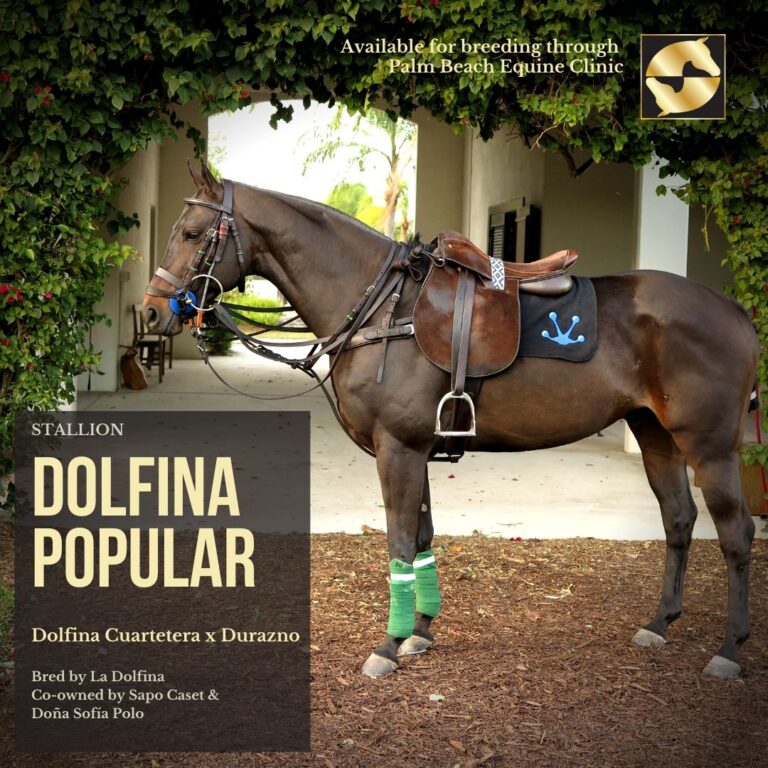 Breeding Stallion Dolfina Popular Palm Beach Equine Clinic