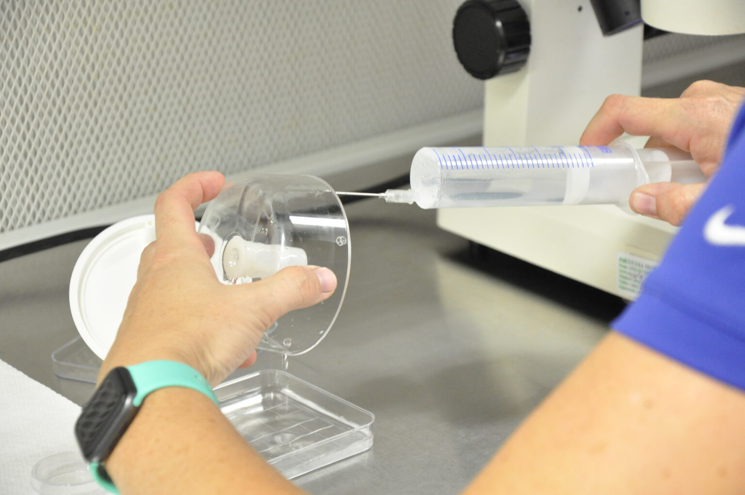 Embryo Transfer Palm Beach Equine Clinic Equine Reproduction