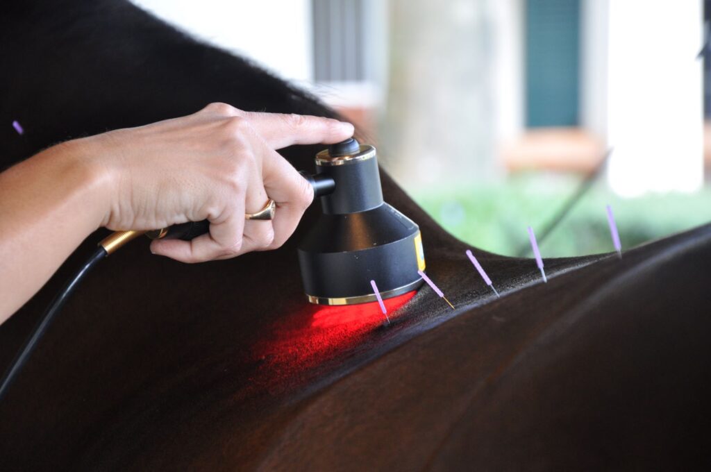 acupuncture laser alternative therapies palm beach equine clinic
