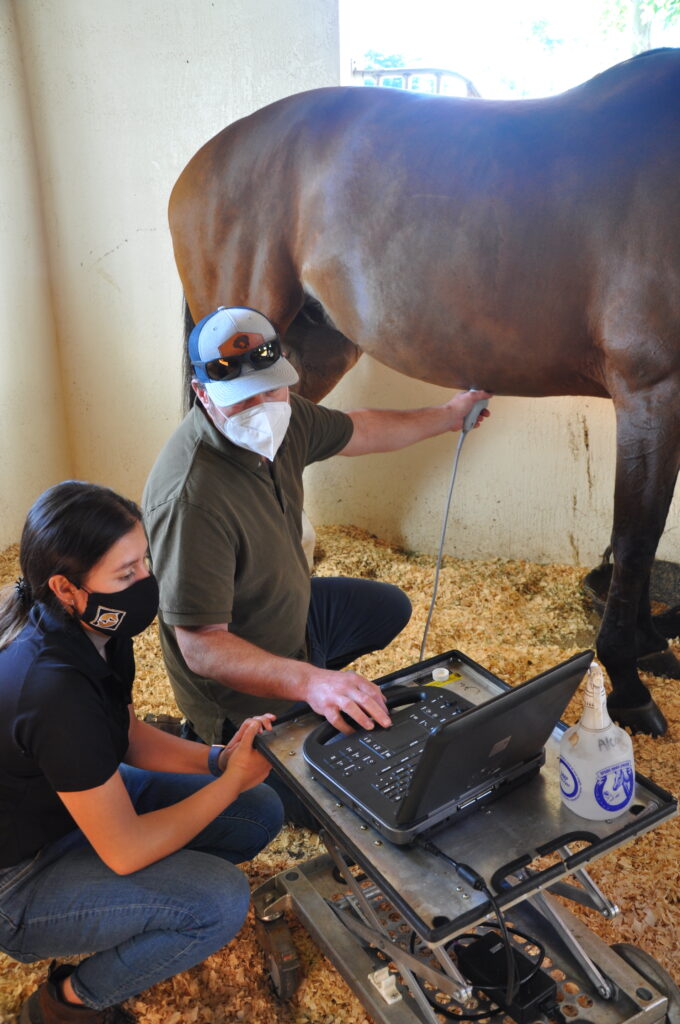 Dr. Peter Heidmann palm beach equine clinic veterinarian internal medicine wellington horse abdominal ultrasound