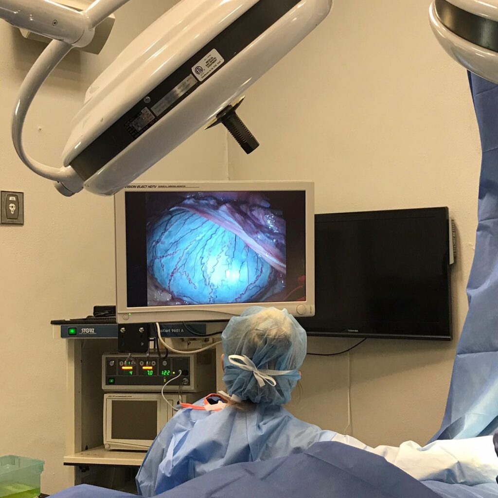 cryptorchid marquis surgery laparoscopy Dr. Weston Davis Palm Beach Equine Clinic 