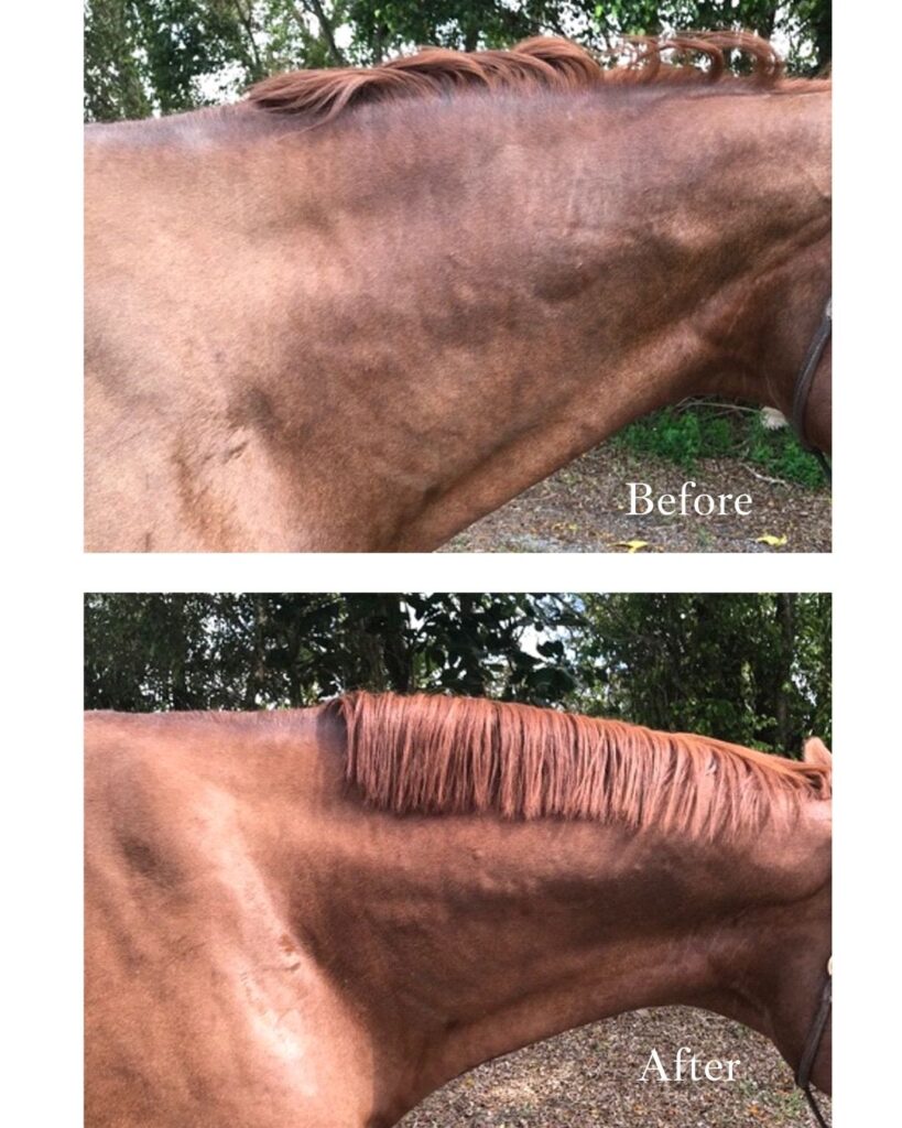 Atrophied paracervical muscles, shown as divots in the neck, improved after just two sessions and four weeks of training. Dr. Ryan Lukens Palm Beach Equine Clinic