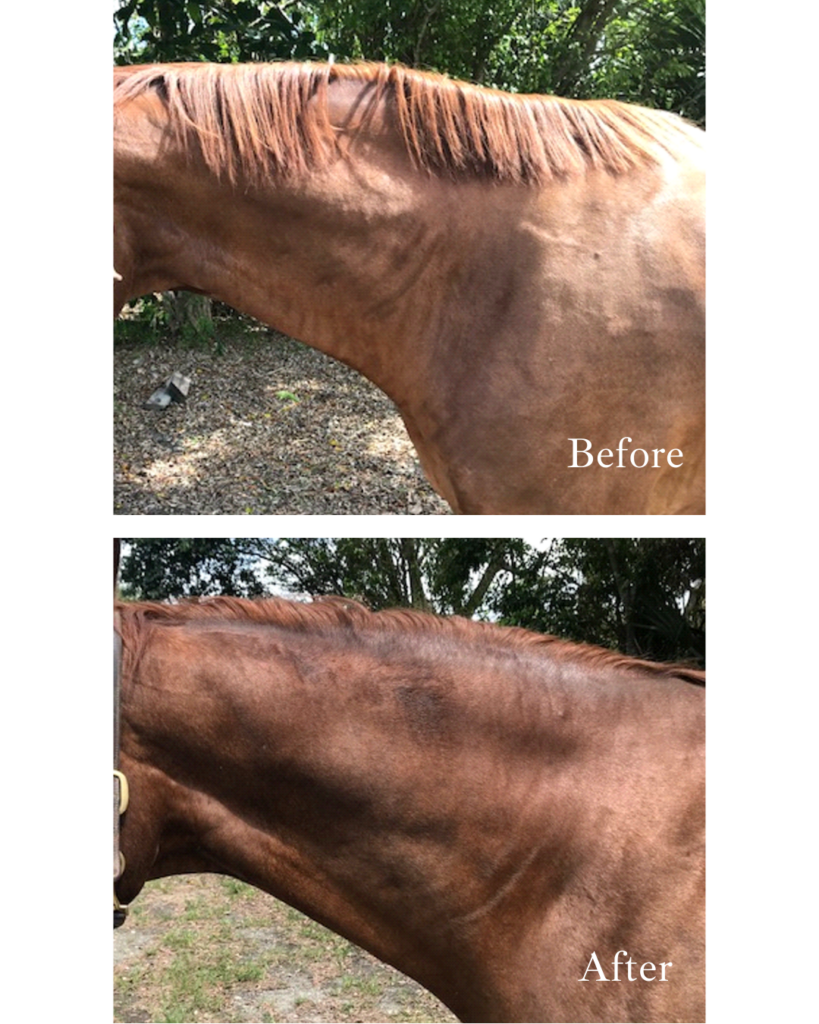 Convex musculature of the neck showing a significant improvement after manipulation sessions. Dr. Ryan Lukens Palm Beach Equine Clinic