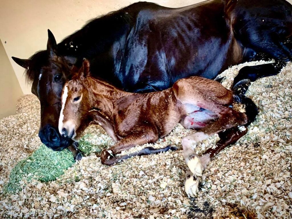 Embryo transfer surrogate mare giving birth at Palm Beach Equine Clinic