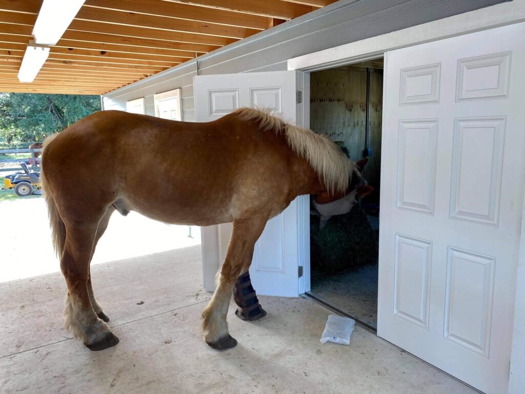 Zeke sneaking into the feed room. Palm Beach Equine Clinic Rescue Patient Success Story