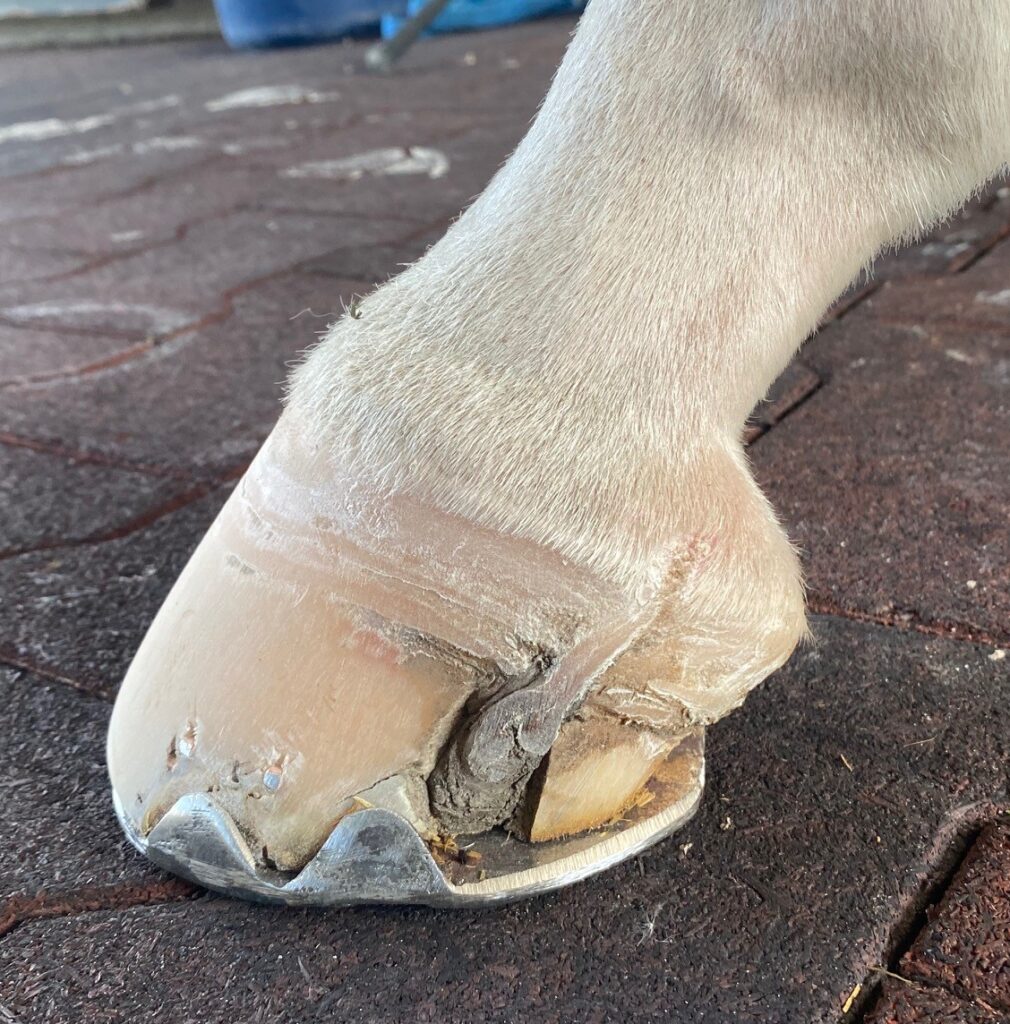 Blue Melody's hoof laceration healed well. 
