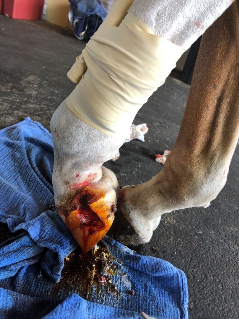 Blue Melody's initial hoof laceration being cleaned at Palm Beach Equine Clinic in Wellington, Florida. 