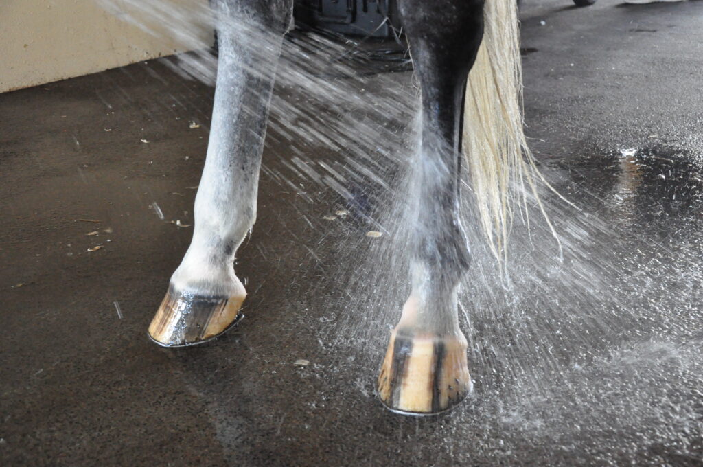horse being bathed at palm beach equine clinic wet hooves summer hoof health