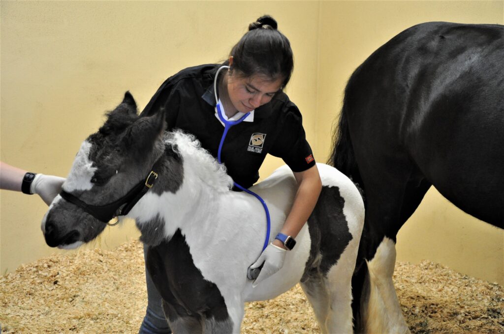 foal with patent urachus being examined by Dr. Clarisa Romero