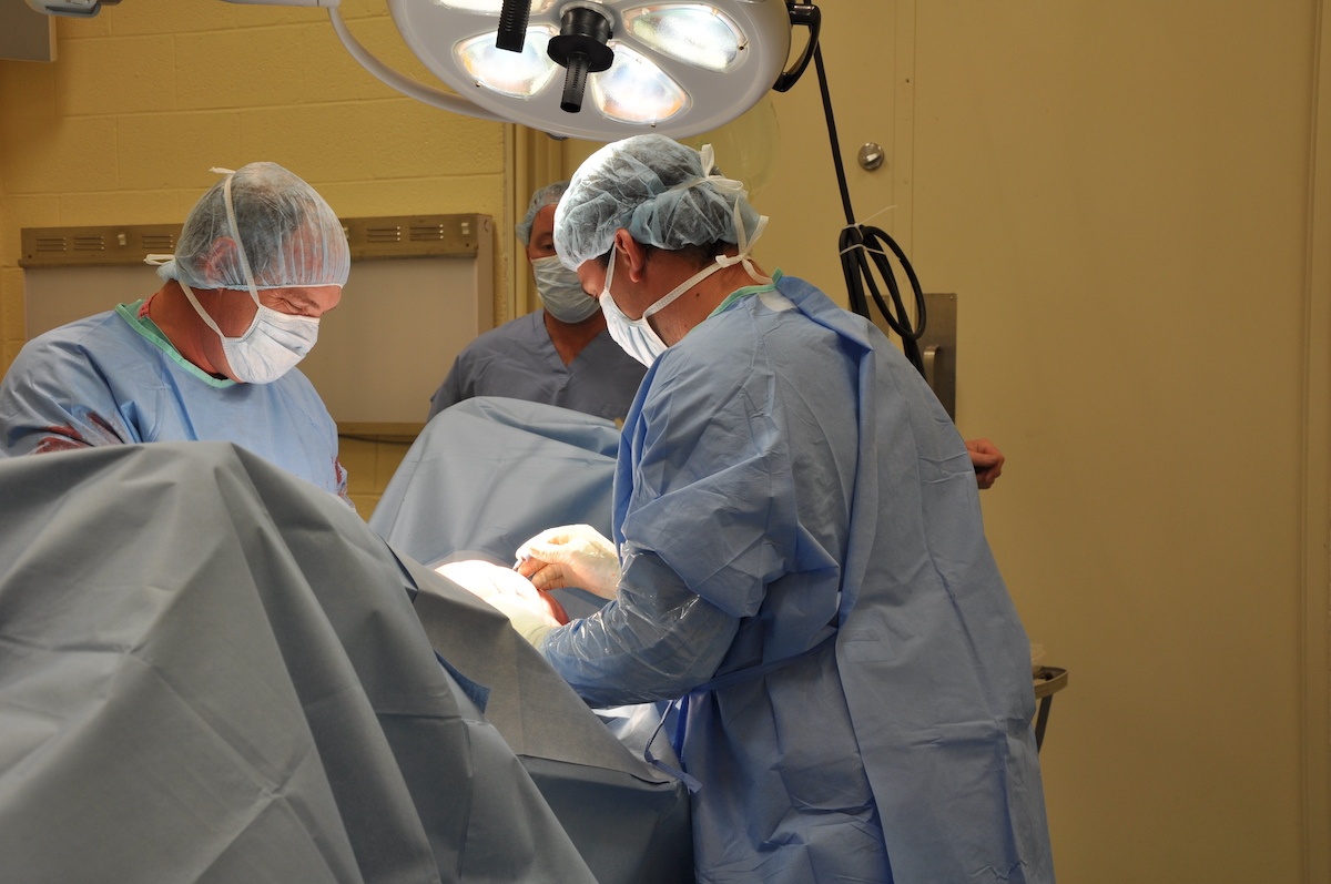 A Horse Owner's Guide to Colic Surgery Recovery Palm Beach Equine Clinic