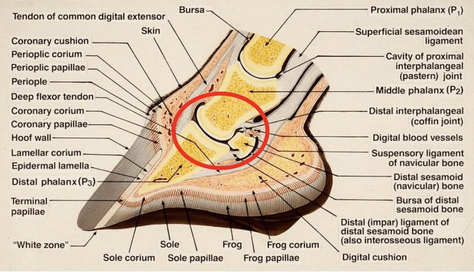 Horse Hoof Internal Anatomy At Bryan Polley Blog