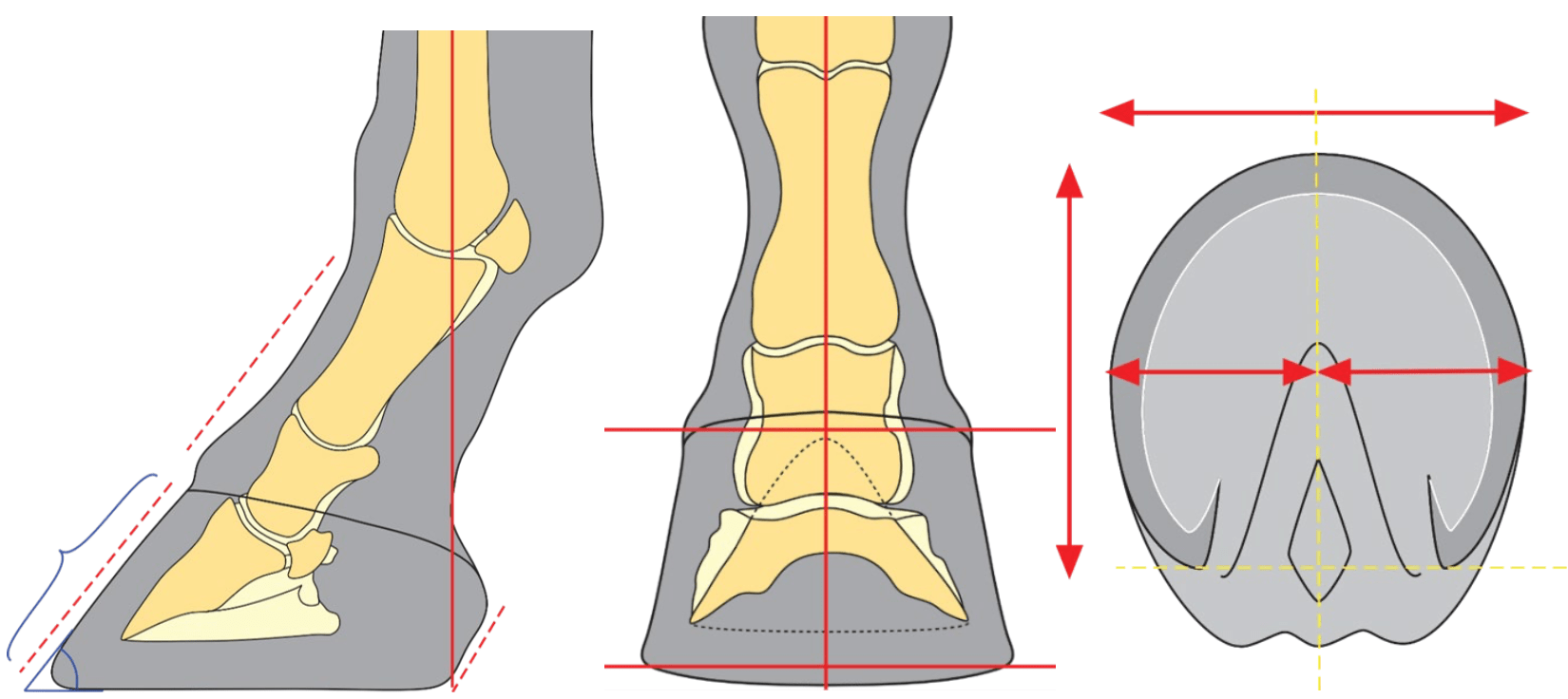 Basic Farriery No Hoof No Horse Palm Beach Equine Clinic