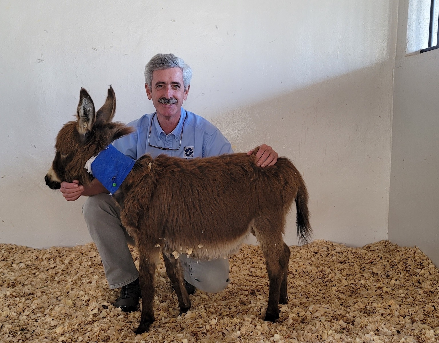 Palm Beach Equine Clinic Helps Mini Donkey Return to Health Palm