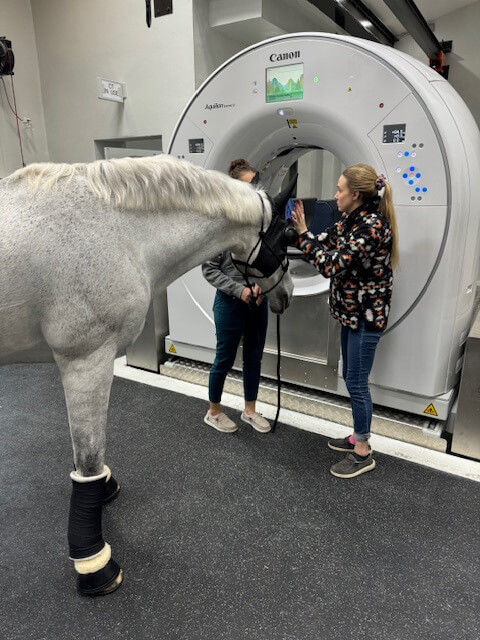 Heads, Shoulders, Stifles, and Hooves: PBEC’s CT Scanner Can Do It All