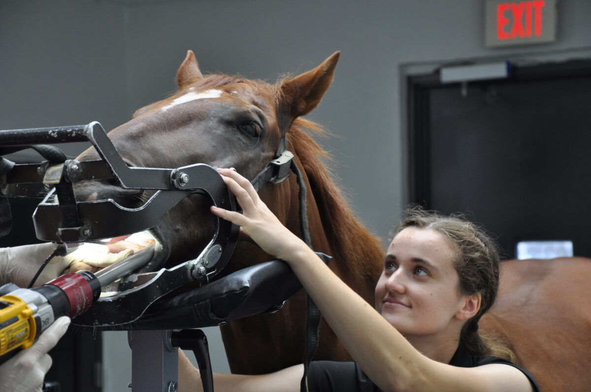 Meet Mackenzie Harmon, Veterinary Technician for Dr. Tyler Davis