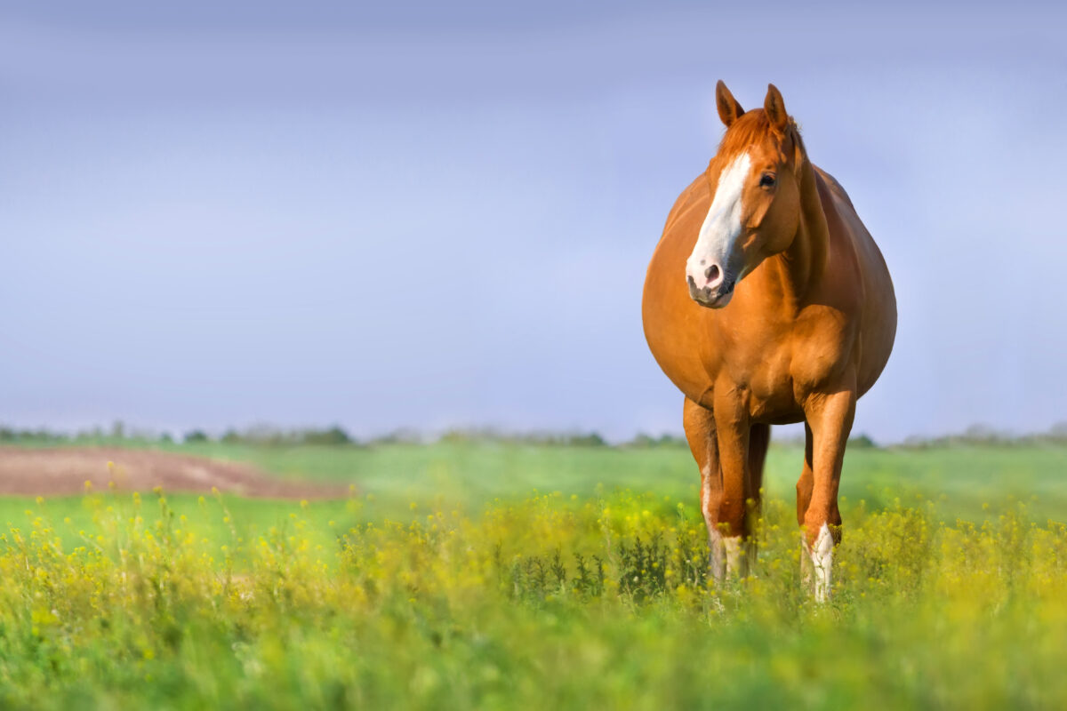 Advancing Equine Reproduction: How ICSI Is Transforming Sport Horse Breeding