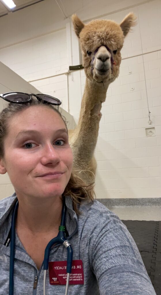 Dr. Lacey's work also included other large animals, such as alpacas. Photo courtesy of Dr. Emilee Lacey.