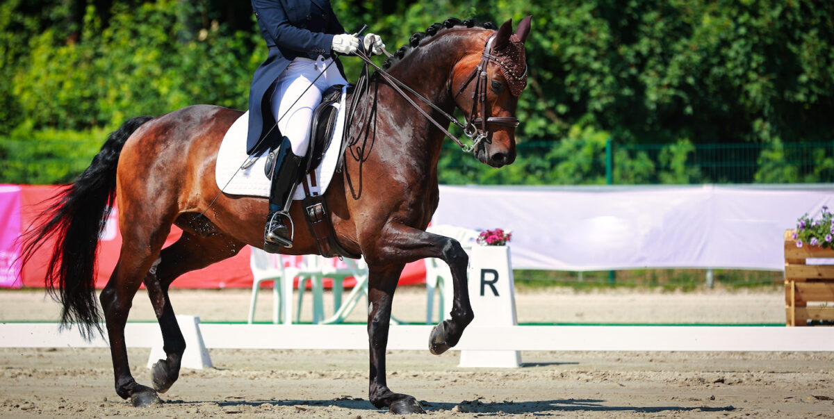 Down the Centerline: Common Injuries in Dressage Sport Horses